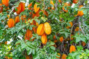 Star Fruit Benefits 