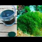 Benefits of Blue Spirulina