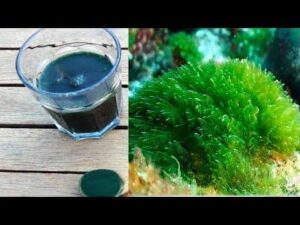 Benefits of Blue Spirulina