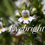 Eyebright Benefits
