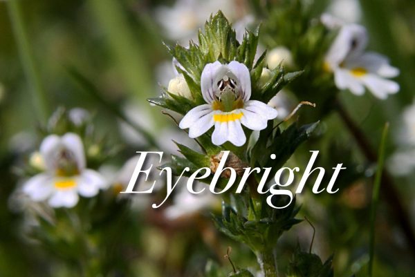 Eyebright Benefits