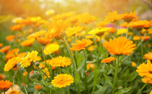 Calendula Uses and Benefits 