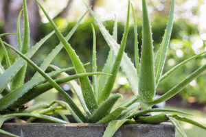 Aloe Vera medicinal Uses 