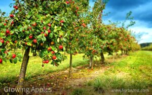 Apple Fruits Benefits