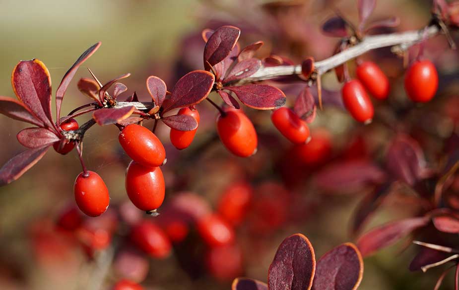 Barberry Medicinal Uses