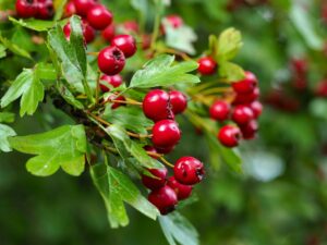 Hawthorn Benefits 