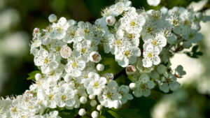 Hawthorn Benefits 