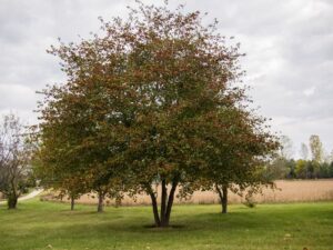 Hawthorn Benefits 