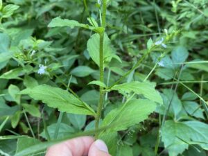 Lobelia Medicinal Uses 