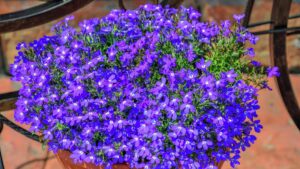 Lobelia 