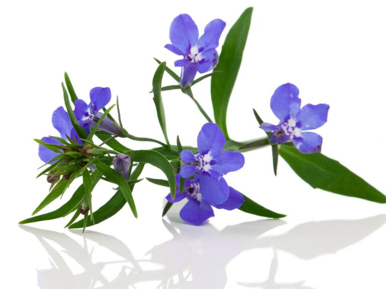 Lobelia Medicinal Uses