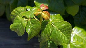 Home Remedies for Poison Ivy