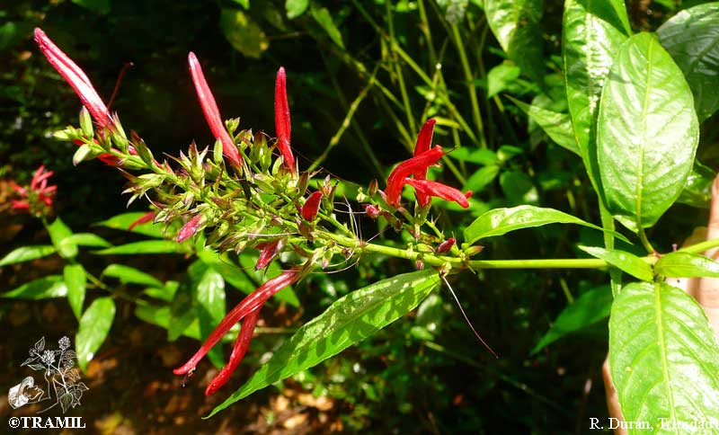 Justicia Secunda - Health Benefits - Natural Remedies