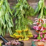 Herbs for respiratory infections