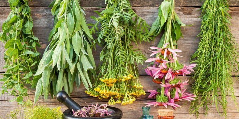Herbs for respiratory infections