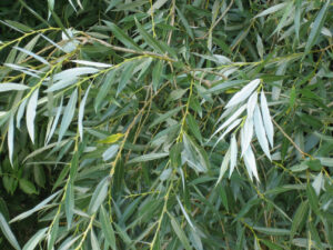 Health benefits of White willow