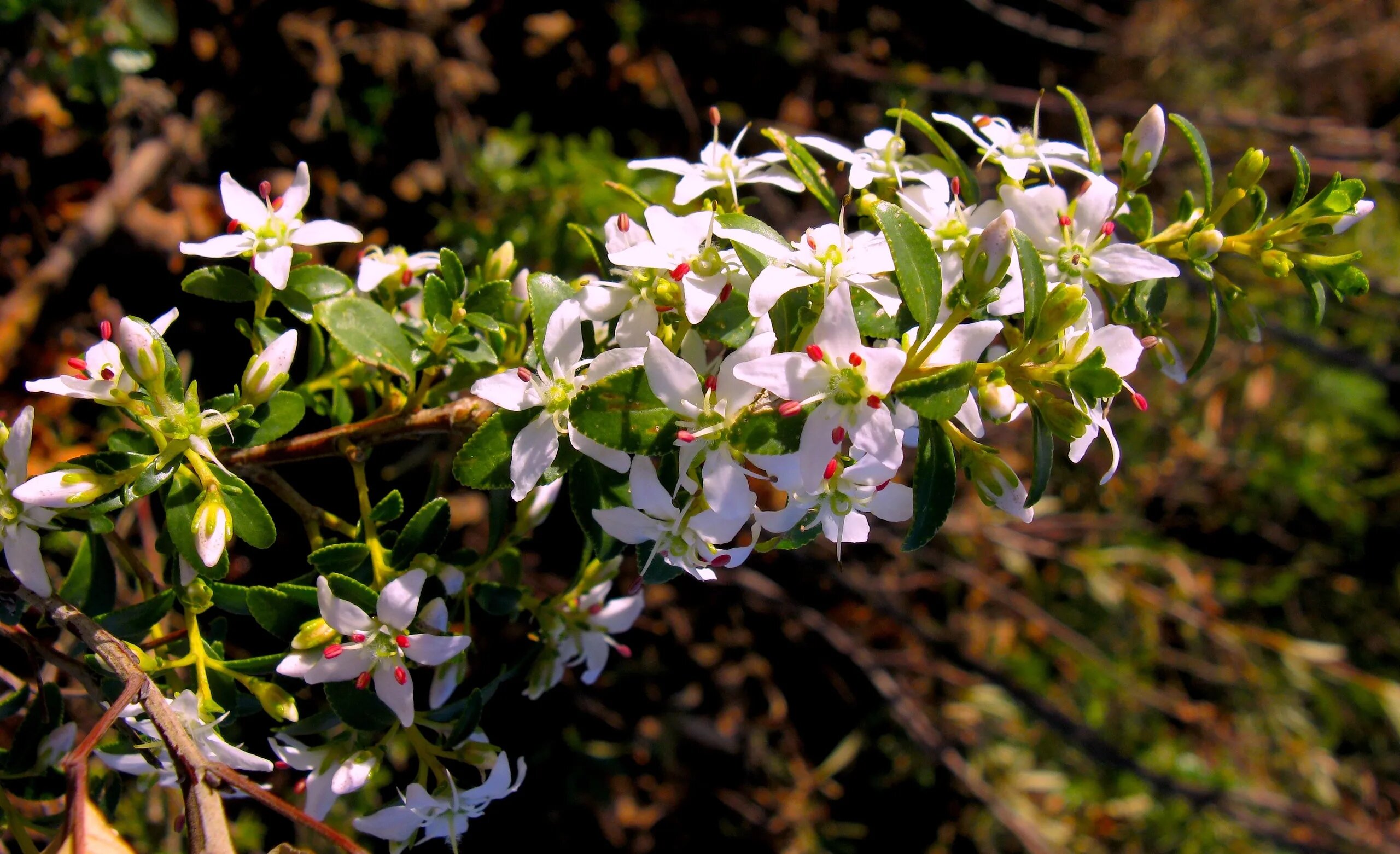 Buchu Plant