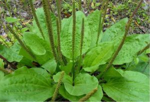 Plantain Leaves Benefits 