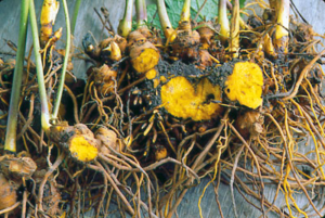 Goldenseal Root Benefits