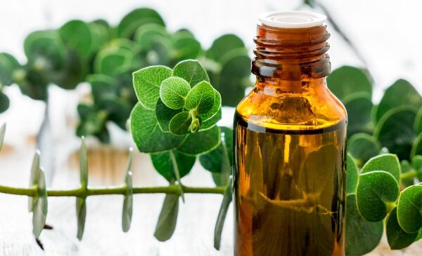 Eucalyptus Oil Benefits for Skin