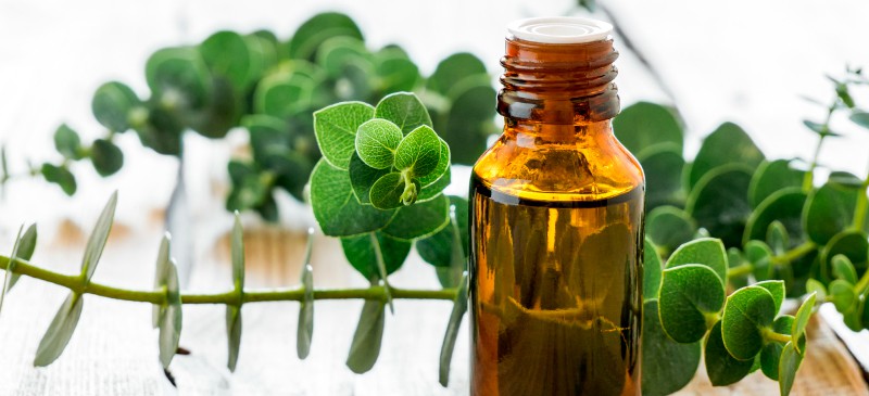 Eucalyptus Oil Benefits for Skin