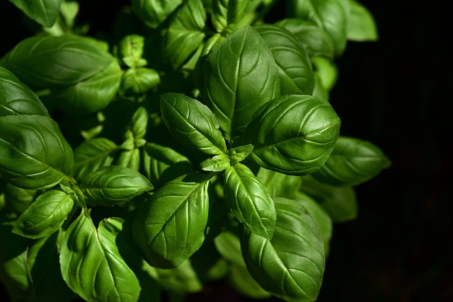 Basil Benefits