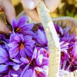 Saffron Benefits for Skin