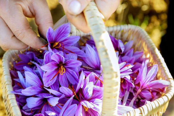 Saffron Benefits for Skin