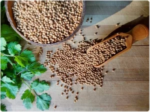 What does coriander taste like to people?