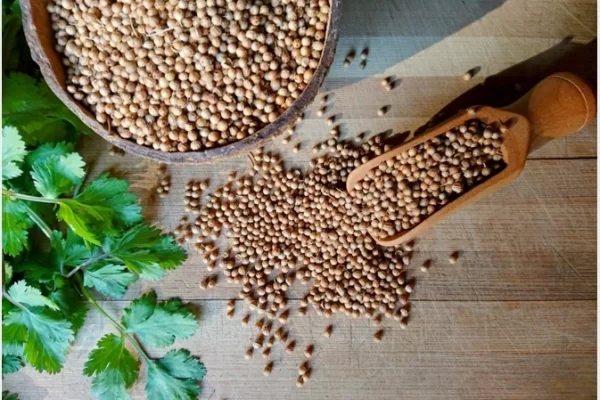 What does coriander taste like to people?