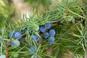 Benefits of Juniper Berries