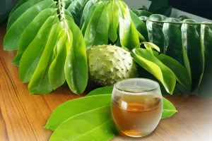 Health Benefits of Soursop Leaves