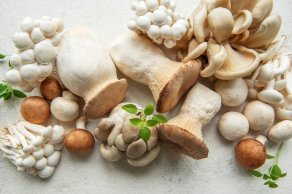 Medicinal Mushrooms