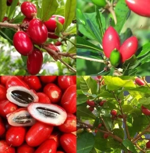 Health Benefits of Miracle Fruit