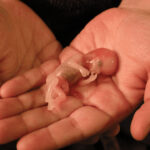Miscarriage at 6 Months
