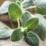 Health Benefits of Sage