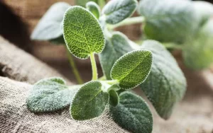Health Benefits of Sage