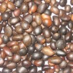 Health Benefits of Eating Palm Kernel Nut