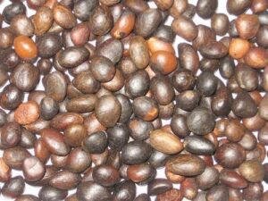 Health Benefits of Eating Palm Kernel Nut