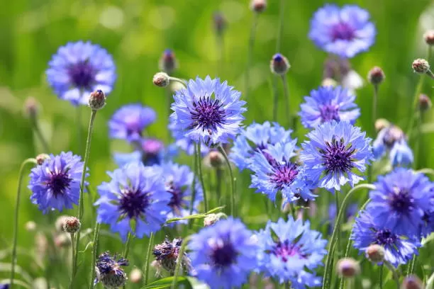 Blue Cornflower benefits