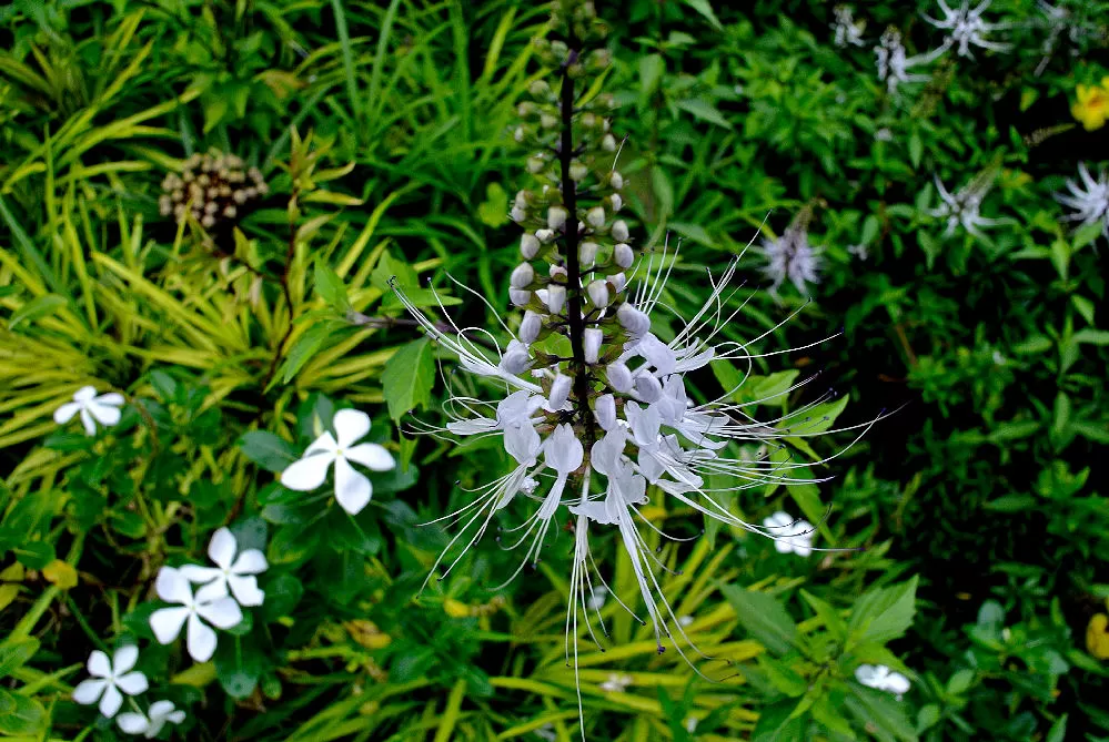 BENEFITS OF JAVA TEA