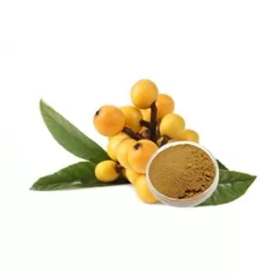 Loquat 
