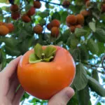 Persimmon Benefits Persimmon benefits