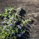 BENEFITS OF PENNYROYAL