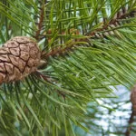 Pine Tree health benefits