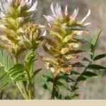 Medicinal Uses of Licorice