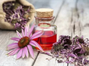 Echinacea Benefits for skin