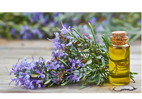 Rosemary Health Benefits