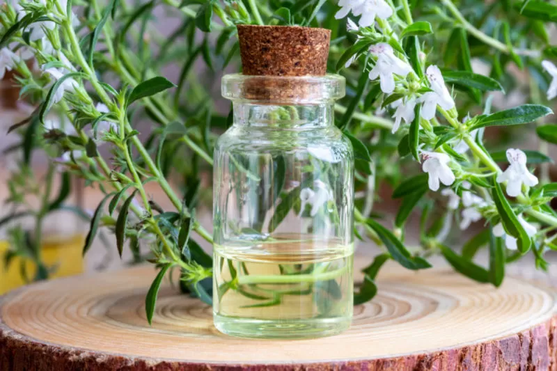 Winter Savory essential oil