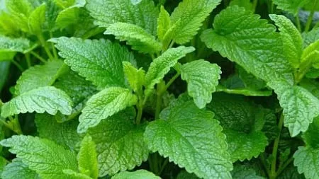 Lemon Balm Medicinal Uses